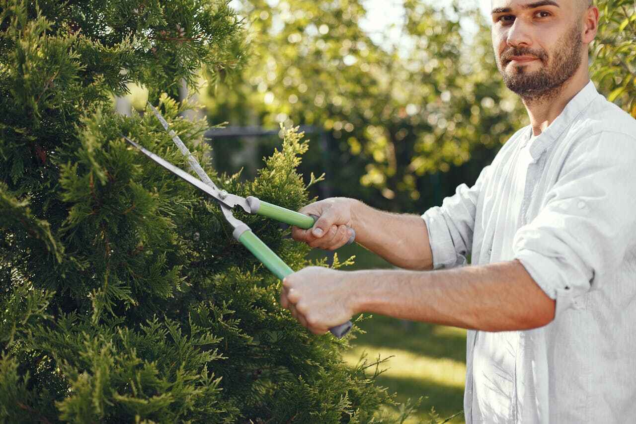 Tree Health Inspection in Channahon, IL